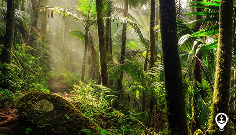  Boa ¡Un Explorador Silencioso de los Bosques Tropicales!