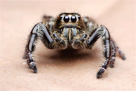  Carapace! Una Araña con Ocho Ojos que Te Sorprenderá 