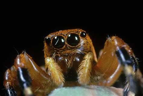  Liocoris! Descubriendo la Fascinante Vida de este Arácnido que te Sorprenderá con su Adaptabilidad