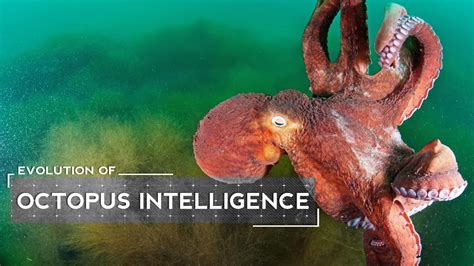  Octopus: ¿Un Molusco Inteligente con una Curiosa Afinidad por los Huecos?