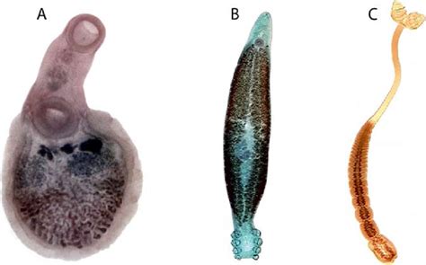  Ornithodiplostomum! Un Parásito Trematodo Con un Curioso Sentido de la Dirección