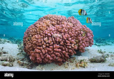  Pocillopora: ¡Descubre el Coral Que Puede Ser Tu Nuevo Mejor Amigo Submarino!