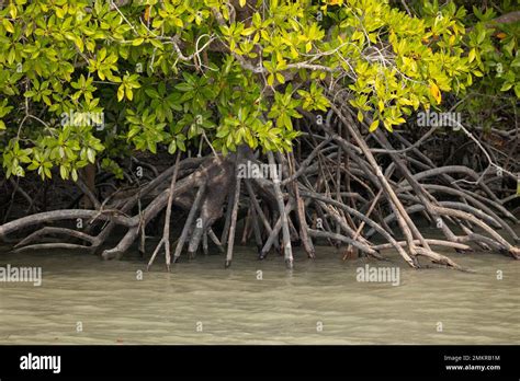  Rhabdocalyptus Dawesi: Un gigante sedentario que respira por sus raíces