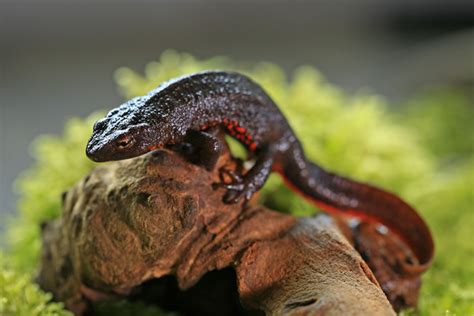  Salamandra: ¡Descubre el fascinante camuflaje y la regeneración de este anfibio sorprendente!