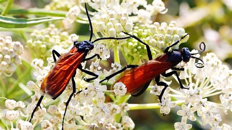  Tarántula: ¿Conoces al Maestro del Disfraz en el Mundo de los Insectos?