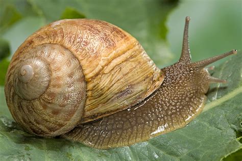  Bucino: Un Caracol con un Estilo de Vida tan Curioso como su Nombre