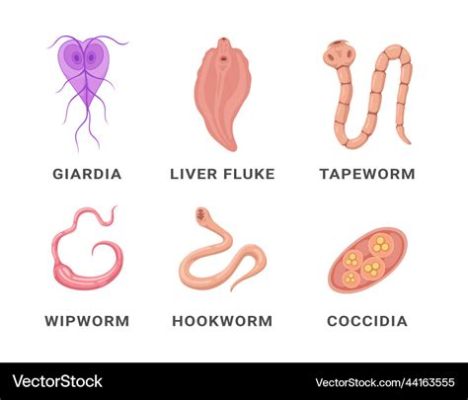  Dientamoeba! El parásito intestinal que te hace decir ¡ay, mi barriga!