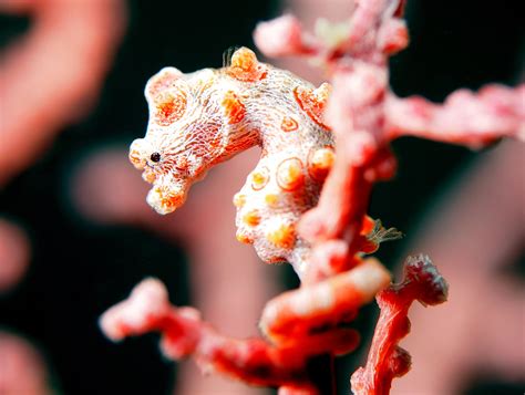  Erigonidium ¡Un maestro del camuflaje que te dejará boquiabierto con su danza de seda!