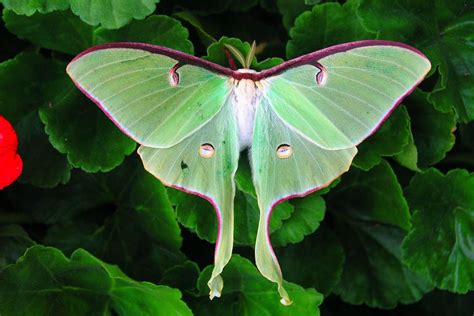  Imagen de la polilla luna: ¡Un insecto nocturno que parece una hoja mágica con alas!