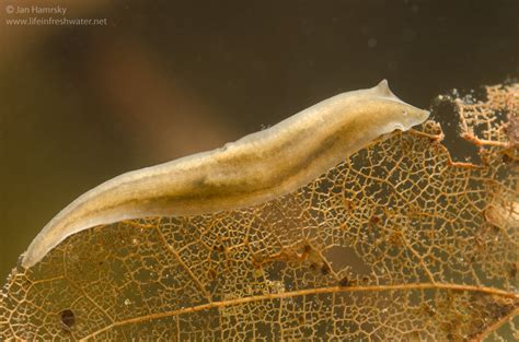  Intestine-dwelling Insomniacs! Uncovering the Remarkable World of the Imogolea Flatworm