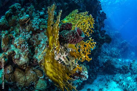  Millepora! A Stunning Example of Colonial Life Hiding Beneath the Waves