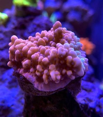  Montipora: ¡Un coral que desafía la gravedad con sus formas extravagantes!