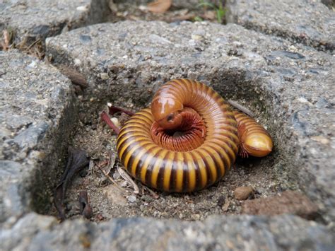  Ophiulus! Una Mirada Fascinante al Mundo de los Milpiés Gigantes de la Selva