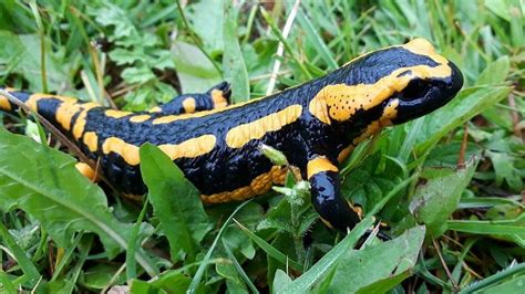  ¡Salamandra de Fuego! Un Pequeño Animal que Respira por la Piel y Es Tan Veloz como el Viento