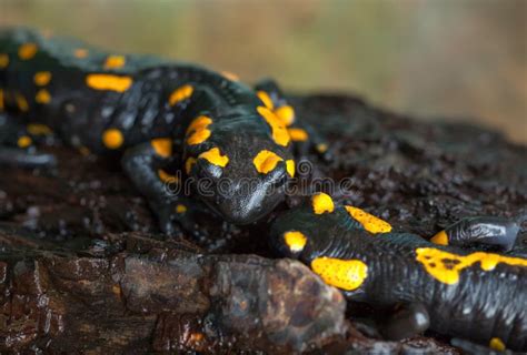  Salamandra de Fuego: ¡Un Anfibio Ardiente con Piel Toxica que No Te Quemará!