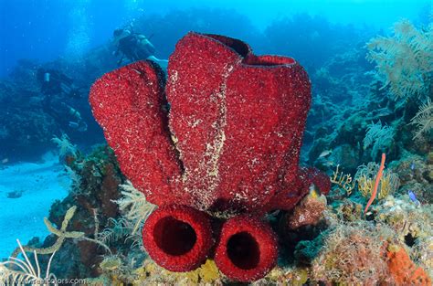  Strawberry Vase Sponge: A Colorful Underwater Treasure That Stands Out Like a Jewel-Encrusted Cactus!