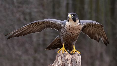  ¡El Halcón Peregrino: Un Depredador Aéreo con Alas de Velocidad y Garras Afiladas como Navajas!