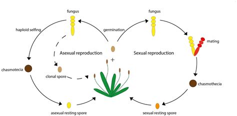  Urocystis! Un Parasito Inusual Que Destaca Por Sus Habilidades De Reproducción Asexual