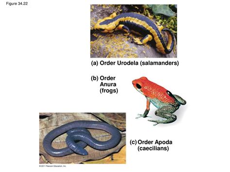  Urodela ¡Un Anfibio Primitivo Que Desafía la Evolución!