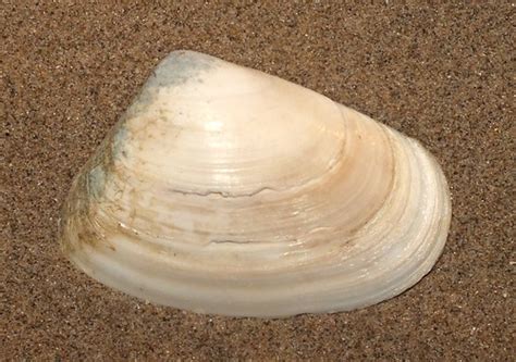  Wedge Clam: A Master of Sedimentary Camouflage and Delicious Delicacy!