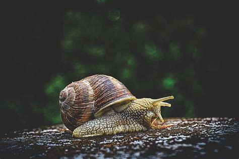  ¿Xanthoceras: Un caracol brillante con un exoesqueleto asombroso?