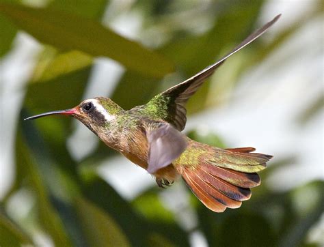  Xantus's Hummingbird: Discover Its Quirky Habits as a Tiny Avian Acrobat!