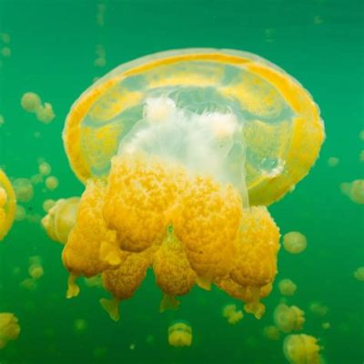  Yellow-Horned Jellyfish: Are They Tiny Golden Knights Swimming through the Ocean Depths?