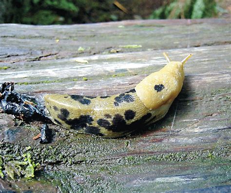 Yellow-Spotted Slug: Discover this fascinating gastropod known for its vibrant markings and intriguing slime trails!