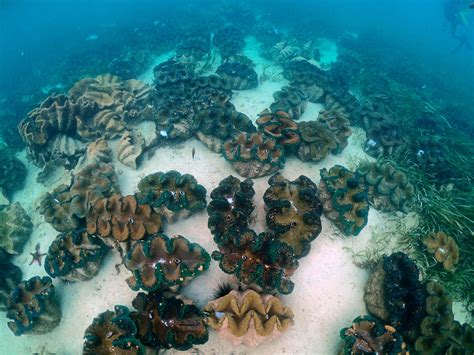  Zalapidae: ¡Descubriendo un pequeño gigante del fondo marino! Zalapidae, con sus exoesqueletos duros y su sorprendente capacidad para vivir en las profundidades más oscuras del océano, son criaturas fascinantes que desafiarían la imaginación de cualquier biólogo marino.